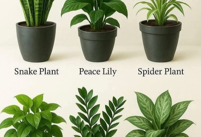 6 Low-Light Indoor Plants That Purify the Air — A Must-Have for Every Home FB IMG 1747595988401