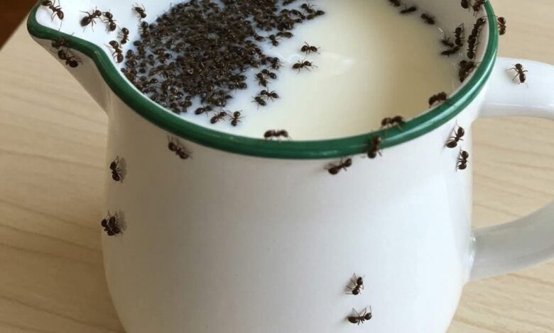 Got Ants? Try This Simple, Natural Trick! FB IMG 1748485405640