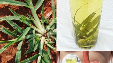 FB IMG 1764361514454