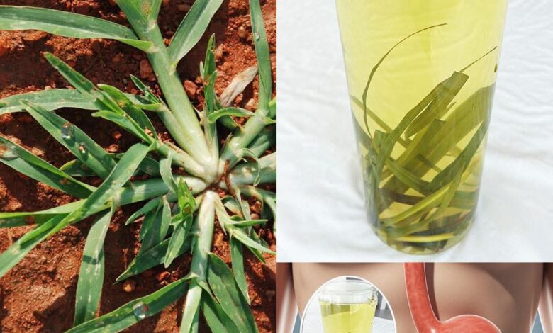 Goosegrass (Eleusine indica) and Stomach Pain: Can It Help or Hurt? The Complete Guide FB IMG 1764361514454