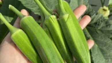 FB IMG 1766352727970